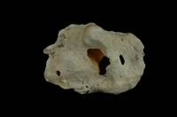 藏品(突瘤蛙螺)的圖片